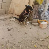 سگ پاکوتاه|سگ|جیرفت, |دیوار