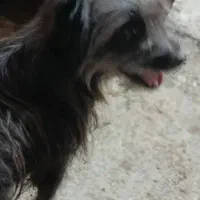 سگ تربیت شده|سگ|بندر ماهشهر, |دیوار