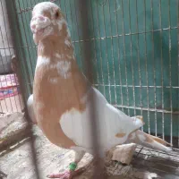 کبوتر نر کارل نیومنز