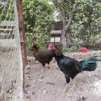 مرغ و خروس مشکی