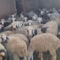 بره ماده نژاد عالی