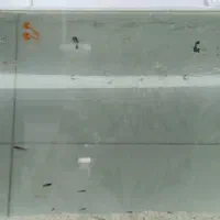 بچه ماهی گوپی وارداتی