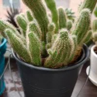 کاکتوس وزندگی نو