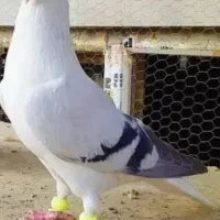 توقی سینه ای،اصفهانی ،ابلغ سبز زیبا