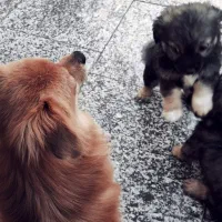 پامر|سگ|زاهدان, |دیوار