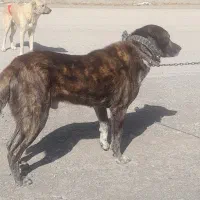 نژاد افغان