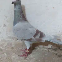 کبوتر ناشی|پرنده|شیروان (خراسان), |دیوار