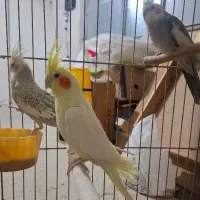 عروس هلندی|پرنده|تهران, جوادیه تهرانپارس|دیوار