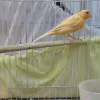 قناری|پرنده|آبادان, |دیوار