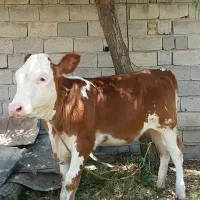 گاو و گوسال|حیوانات مزرعه|تهران, افسریه شمالی|دیوار