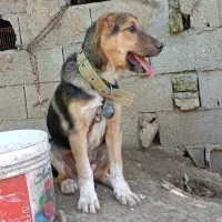 سگ خراسانی ،سراب،الابای،پژدر