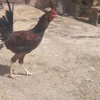 مرغ محلی و خروس لاری