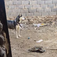 سگ هاسکی|سگ|یزد, |دیوار