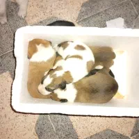 واگزاری رایگان توله|سگ|بهبهان, |دیوار