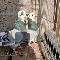 کبوتر پرشی ابلغ|پرنده|کهریزک, |دیوار