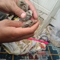 جوجه سهره منطقه خوب