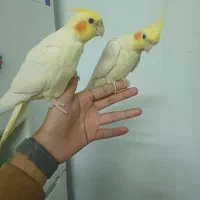 جوجه عروس هلندی|پرنده|طرقبه, |دیوار