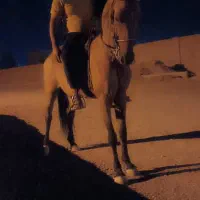 اسب عرب مادیان