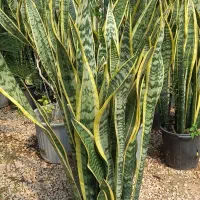 گل اپارتمانی