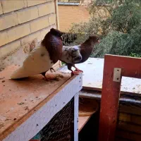 متن و بخون سینه سرخ