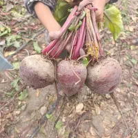 فروش بذر چغندر لبو|گل و گیاه طبیعی|اهواز, بهارستان|دیوار