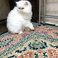 گربه پرشین سوپر فلت|گربه|بابل, |دیوار