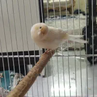 قناری پرتقالی|پرنده|مشهد, هفده شهریور|دیوار