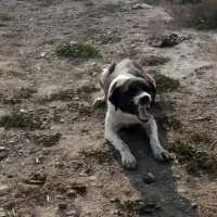 چند تا بچه سگ|سگ|پارس‌آباد, |دیوار