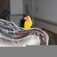 طوطی‌برزیلی