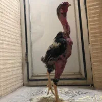 مرغ و خروس لاری ترک اصیل|حیوانات مزرعه|خاش, |دیوار