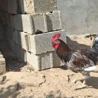 خروس