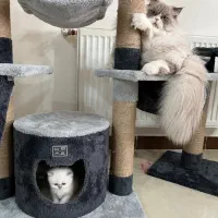 گربه نر پرشین هیمالین