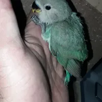 طوطی کوتوله سرلاکی و نرمه خور|پرنده|فولادشهر, A1|دیوار