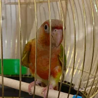 طوطی گیرینچیک