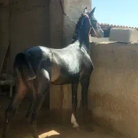 کره نریان  کره آرشا کیانی بامدرک|اسب و تجهیزات اسب‌سواری|اصفهان, نقش جهان|دیوار
