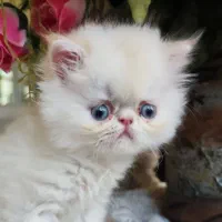 گربه پرشین سوپرفلت دوماهه