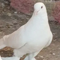 کفتر|پرنده|شیراز, ابیوردی|دیوار