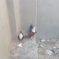 کبوتر دوتا نر و یک جوجه