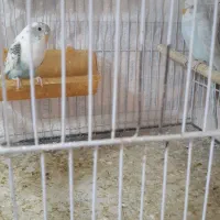 فنج جفت آماده جوجه مرغ عشق سرلاکی|پرنده|مشهد, جانباز|دیوار