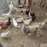تخم مرغ نطفه دار چهل تاج گلین وبرما|حیوانات مزرعه|برازجان, |دیوار