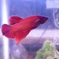 فروش آنلاین  فایتر