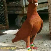 ماده زرد یا سورخ  اشعل