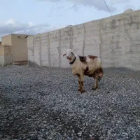 قوچ پلنگی بره میش