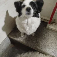 سگ زیبا و تربیت شده