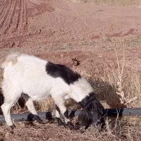 سلام بزغاله نر درجه یک داشتی|حیوانات مزرعه|قصرشیرین, |دیوار