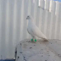 پسند شد پیام بده|پرنده|اقبالیه, |دیوار