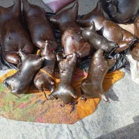 هیزه|حیوانات مزرعه|جوانرود, |دیوار