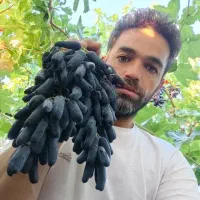 نهال انگور نیکخواه