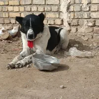 سگ آدم گیر|بدلیجات|اراک, |دیوار