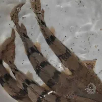 ماهی پولی اندیچری|ماهی|تهران, مولوی|دیوار